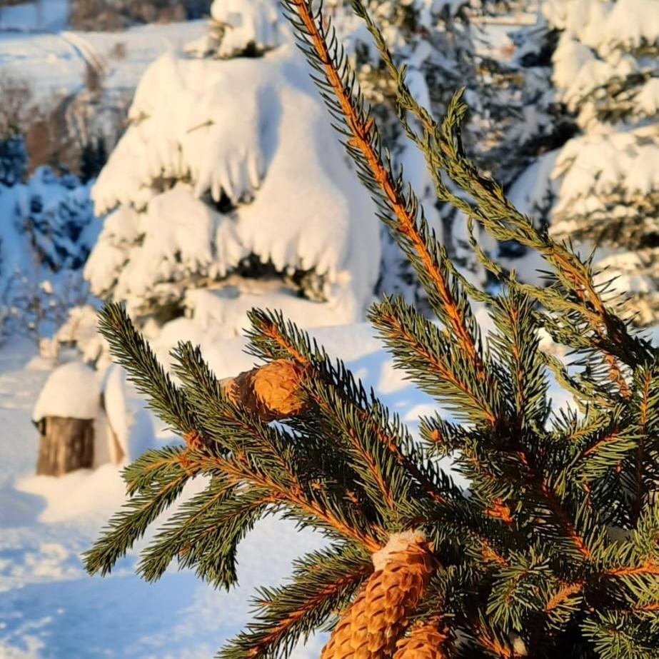 Chata Drewniana Stefanowka Slemien Buitenkant foto